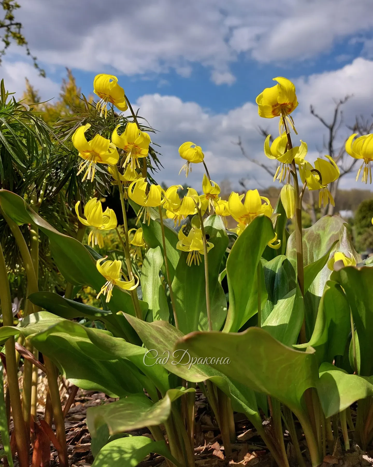Жёлтые кандыки 🌼🌼🌼