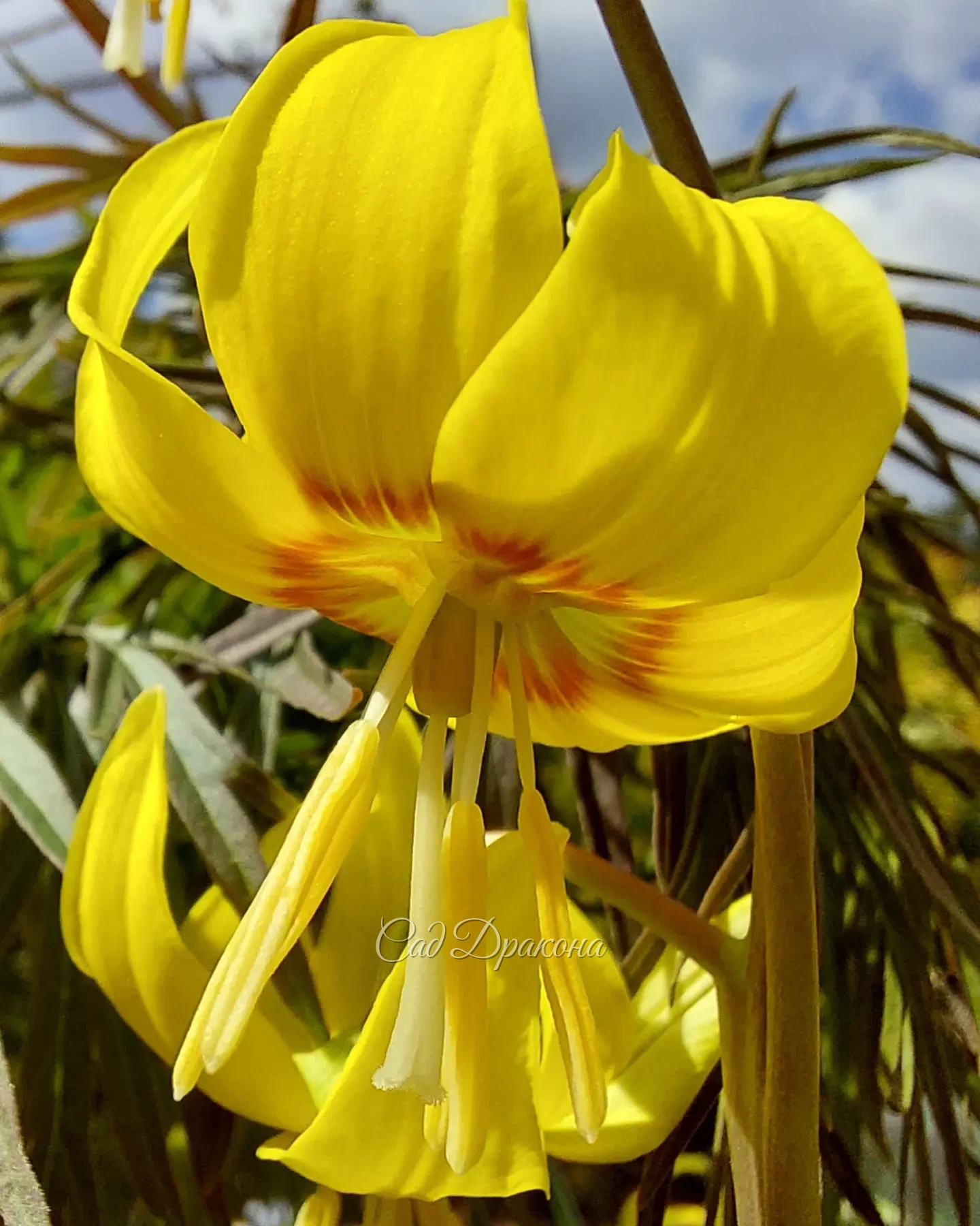 Жёлтые кандыки 🌼🌼🌼