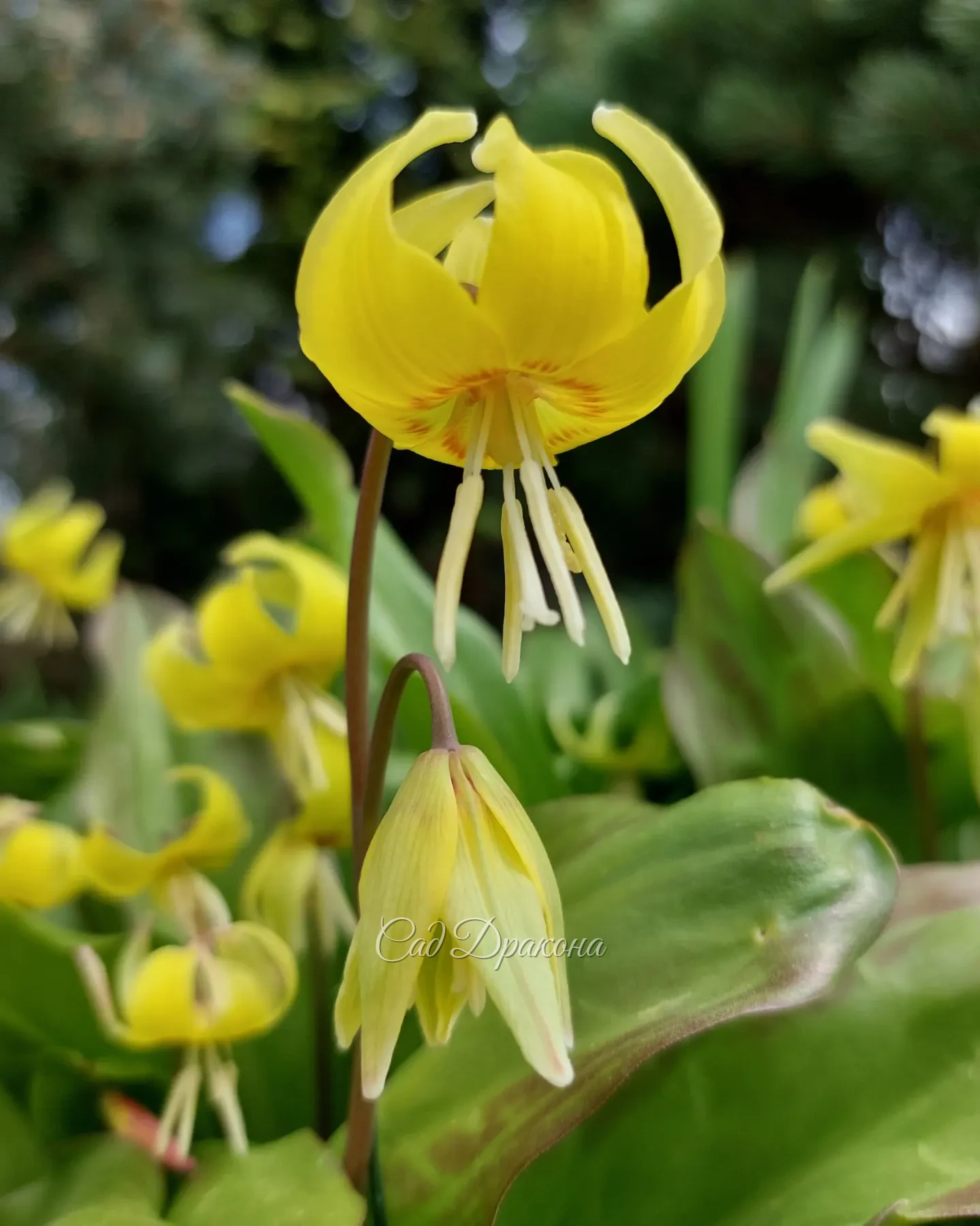 Жёлтые кандыки 🌼🌼🌼