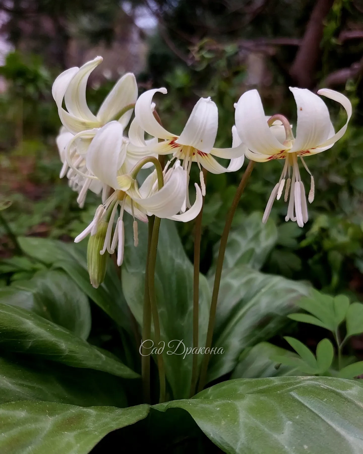 Сорт кандыка калифорнийского White Beauty и нежно-розовый кандык Frans Hals 🌸🌱💮