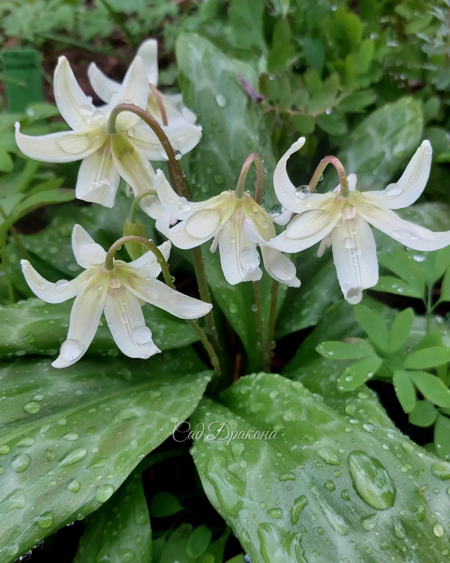 Сорт кандыка калифорнийского White Beauty и нежно-розовый кандык Frans Hals 🌸🌱💮