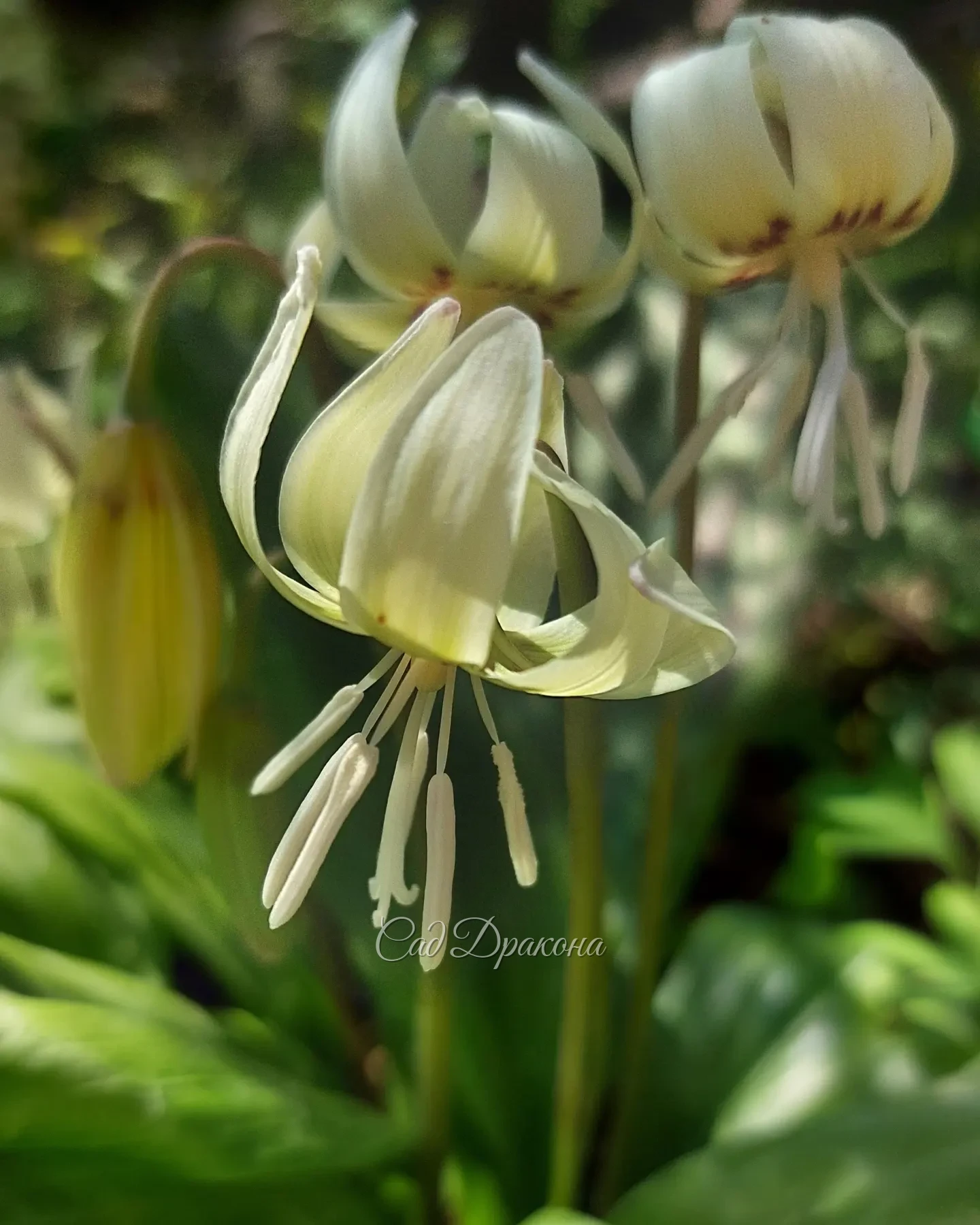 Сорт кандыка калифорнийского White Beauty и нежно-розовый кандык Frans Hals 🌸🌱💮