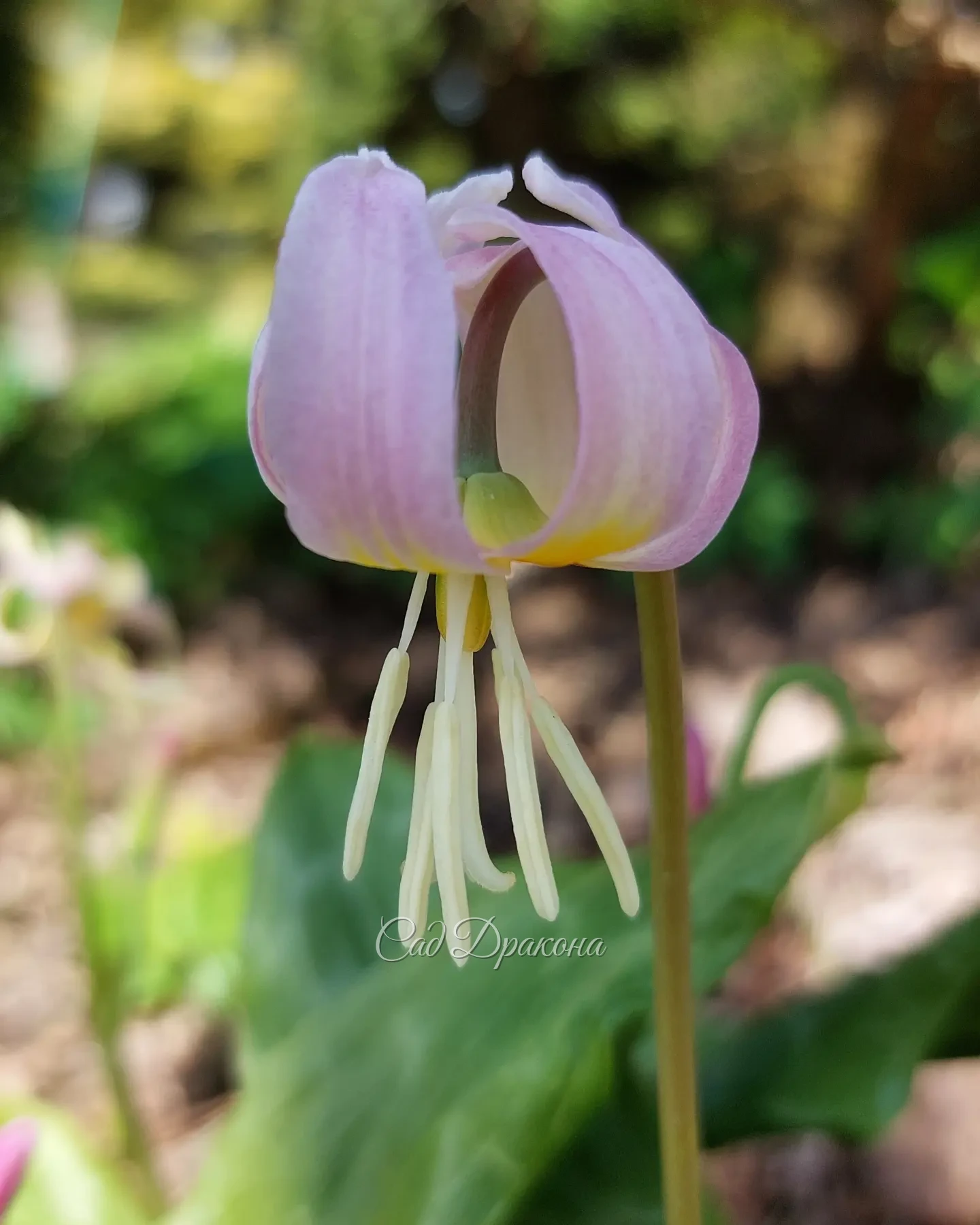 Сорт кандыка калифорнийского White Beauty и нежно-розовый кандык Frans Hals 🌸🌱💮