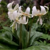 Сорт кандыка калифорнийского White Beauty и нежно-розовый кандык Frans Hals 🌸🌱💮