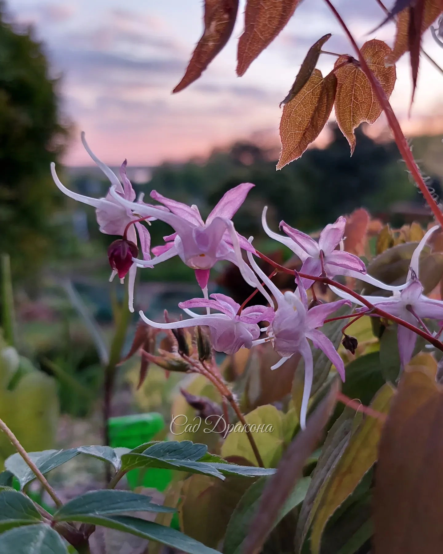Горянка и цветы вишни сегодня на закате 🌸💜🌸💙🌸