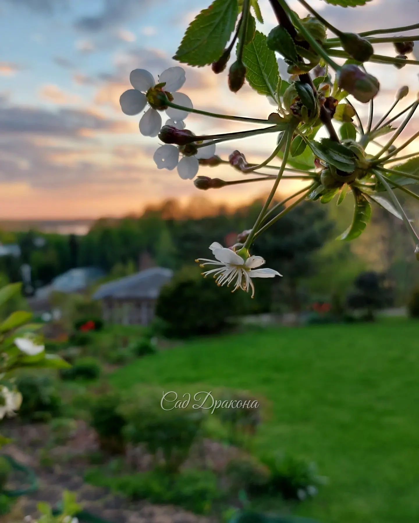Горянка и цветы вишни сегодня на закате 🌸💜🌸💙🌸
