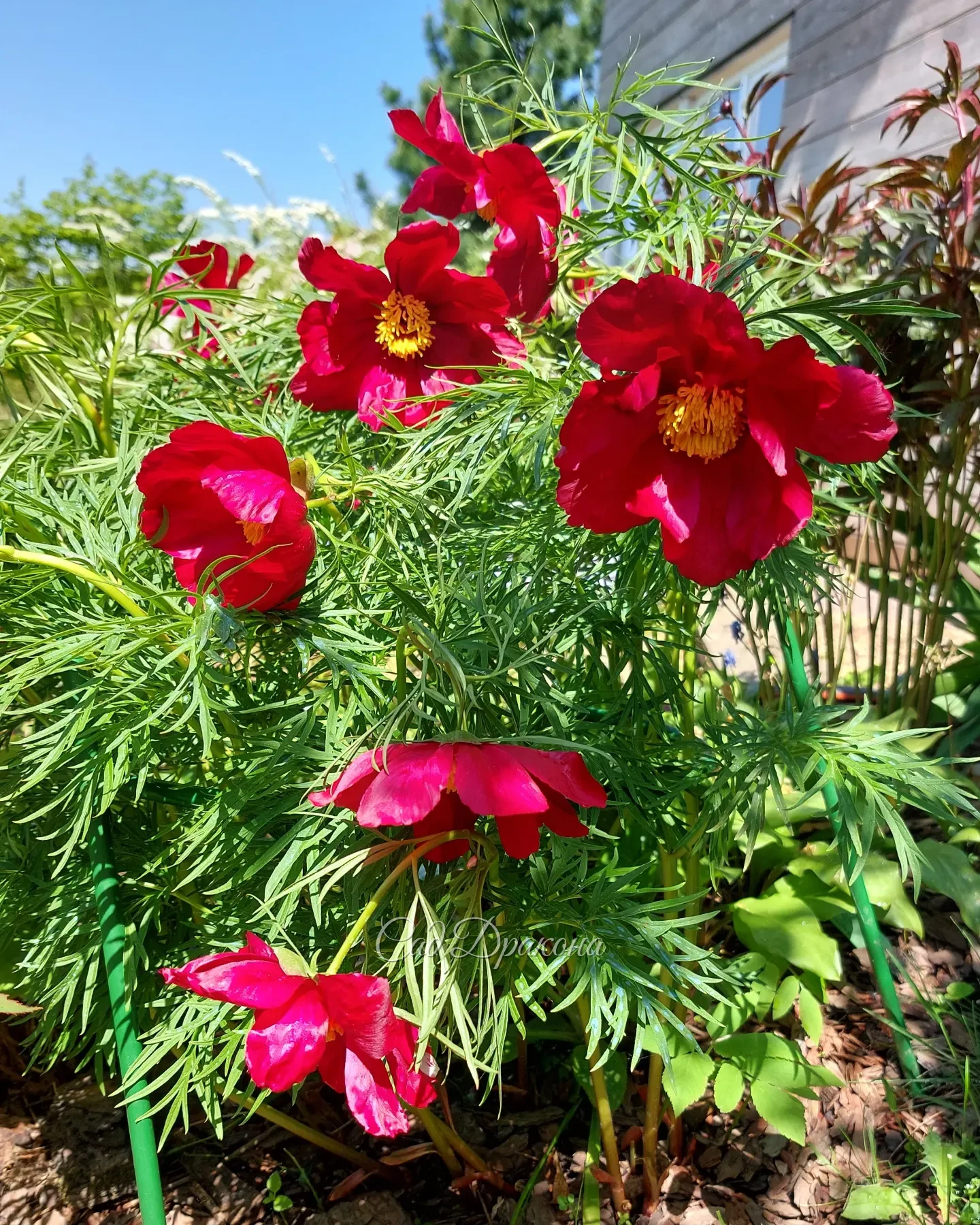 Июнь, самый яркий месяц! 🌺🌞 И всё лето впереди! 🥰💚