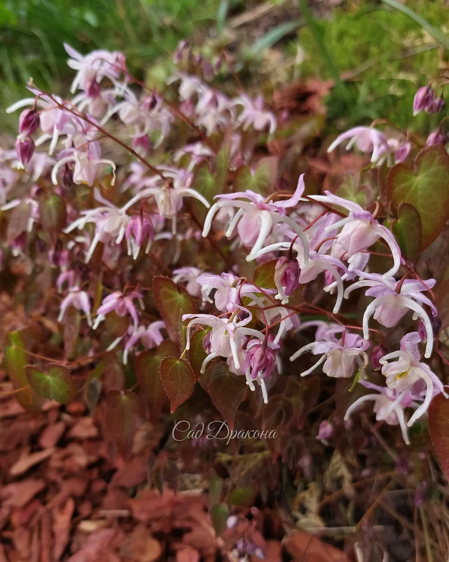 🌸 Небольшой экскурс по изящным, загадочным, древним горянкам. 🌸🌸🌸