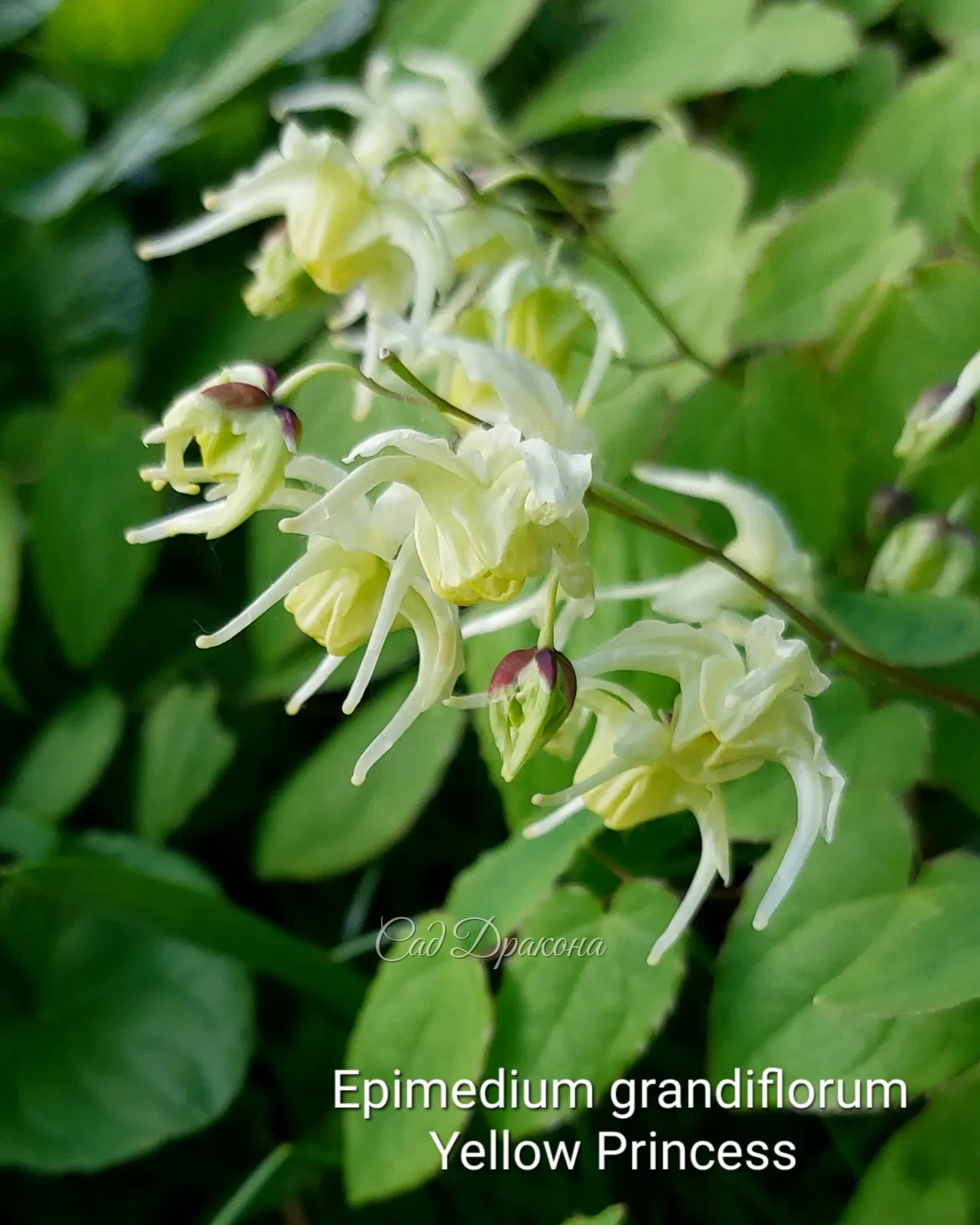 🌸 Небольшой экскурс по изящным, загадочным, древним горянкам. 🌸🌸🌸