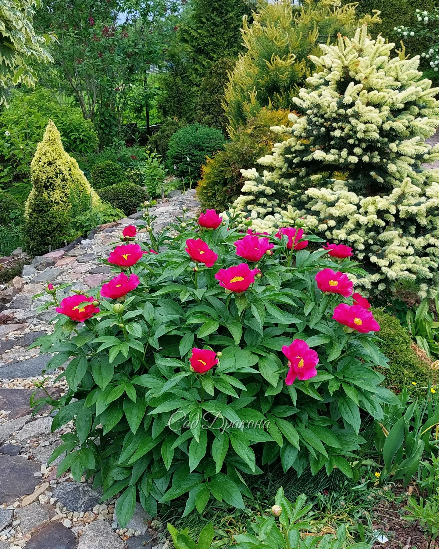 Цветение сорта Leboria Maas 🌺 не каждый год совпадает с белыми приростами на елочке Bialobok. 🌲🤍 Но когда совпадает, это парочка - огонь! 🎉🎉