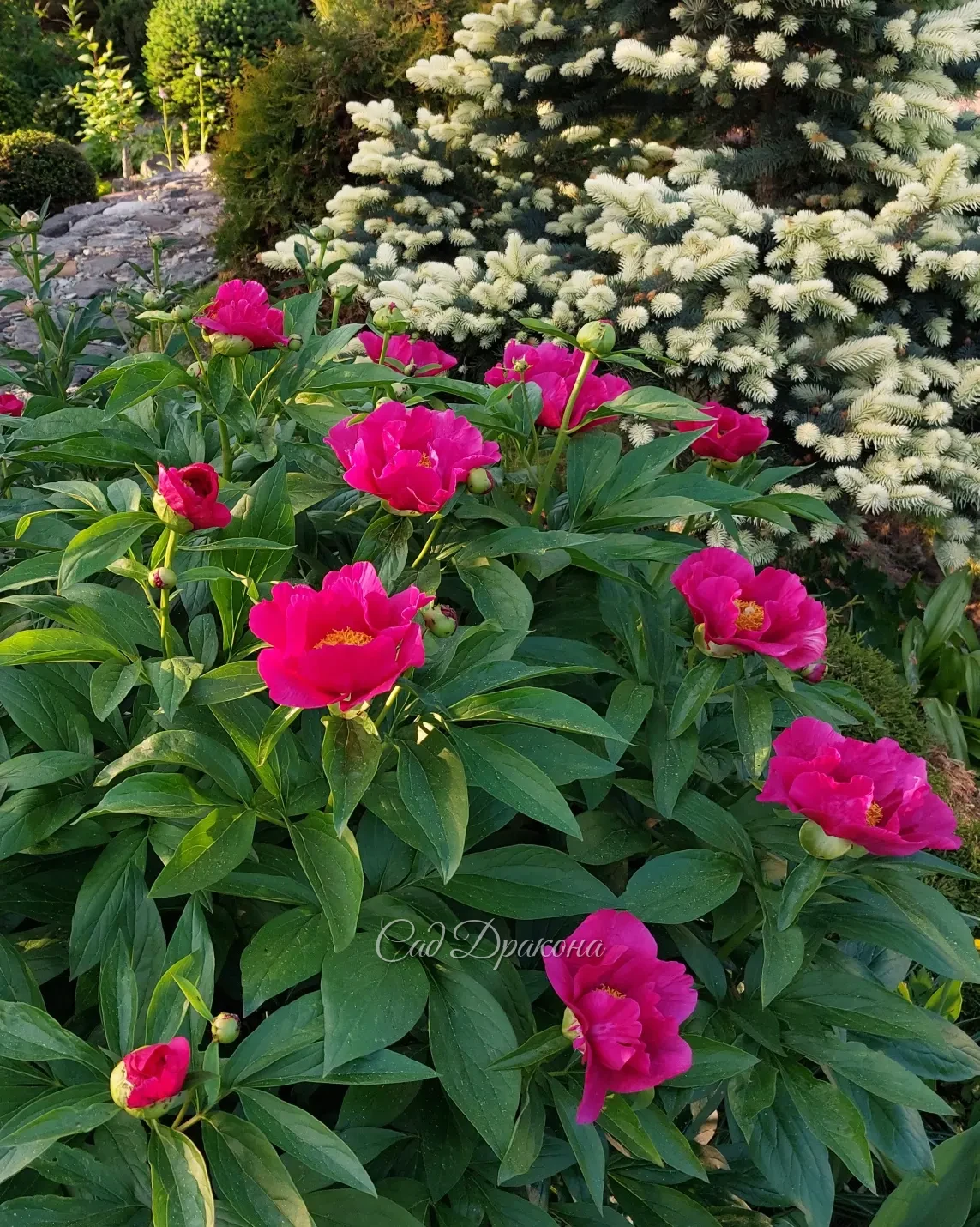 Цветение сорта Leboria Maas 🌺 не каждый год совпадает с белыми приростами на елочке Bialobok. 🌲🤍 Но когда совпадает, это парочка - огонь! 🎉🎉