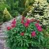 Цветение сорта Leboria Maas 🌺 не каждый год совпадает с белыми приростами на елочке Bialobok. 🌲🤍 Но когда совпадает, это парочка - огонь! 🎉🎉