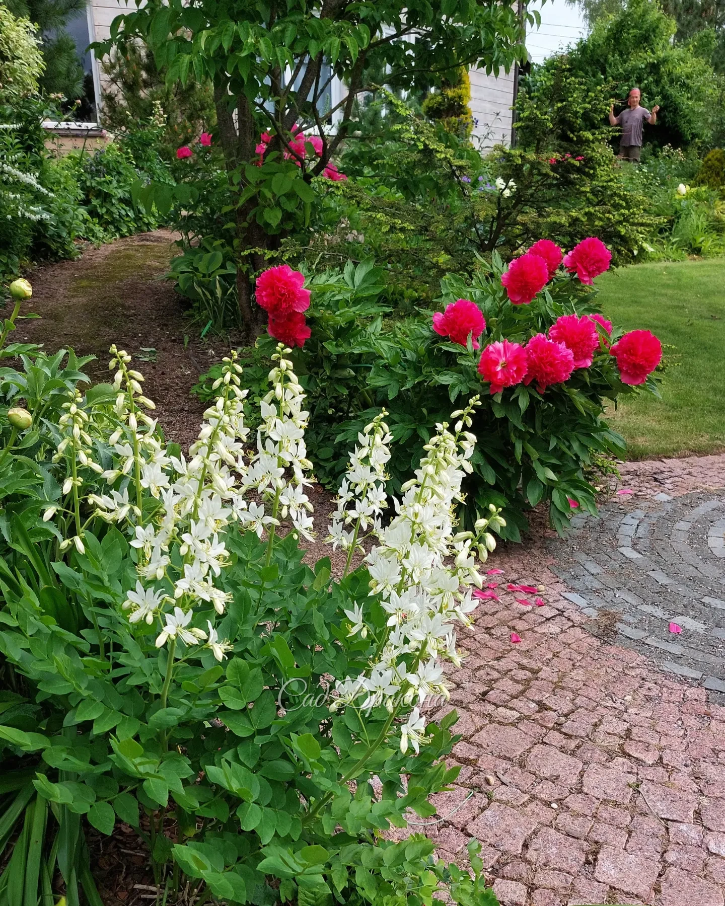 Ярчайшие цветы совершенного сложения у пиона Stoplight 🌟 И правда не пройдёшь мимо, остановишься полюбоваться, и так каждый год 😊💖 Сорт ранний, обычно зацветает 1 июня.