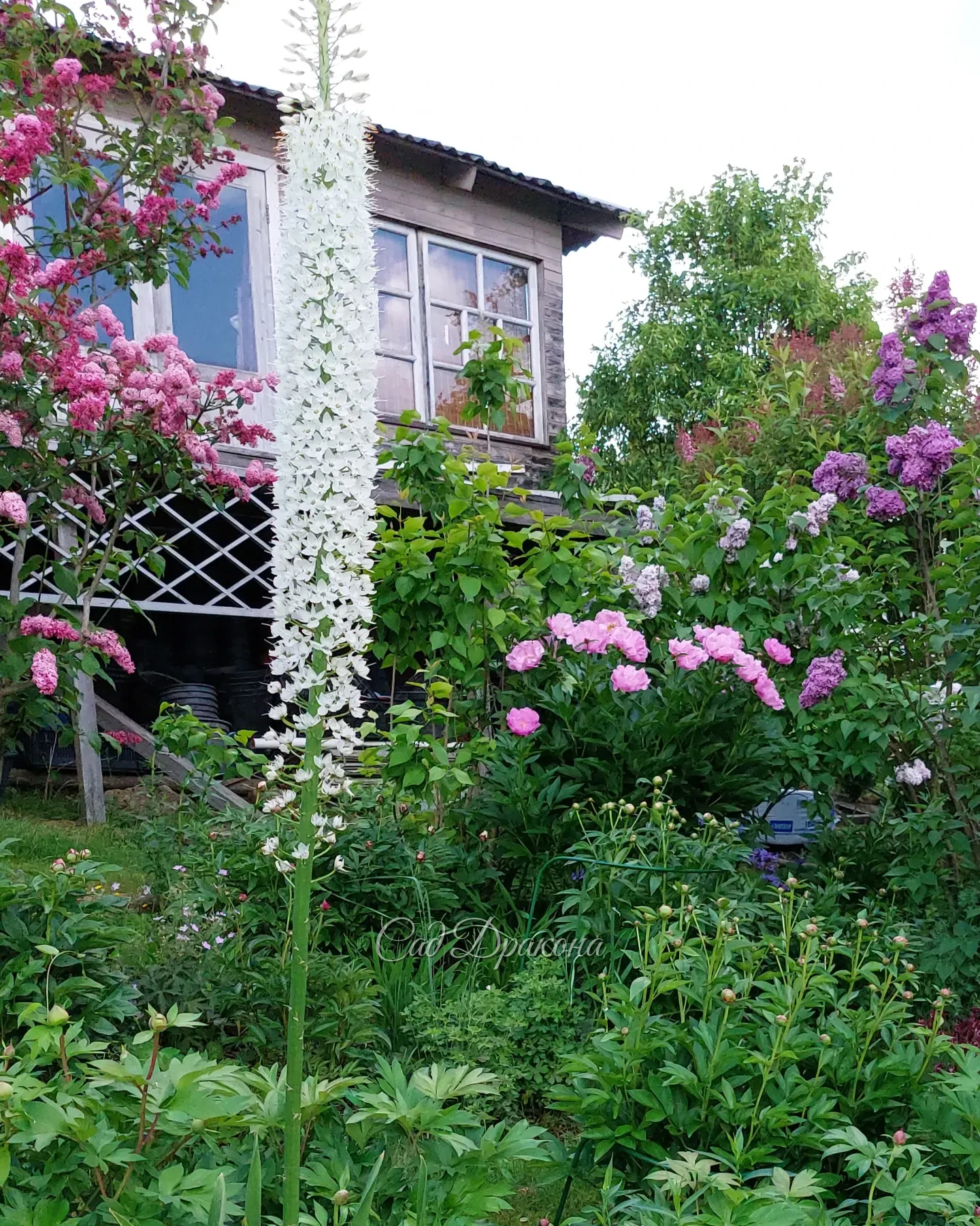 Июнь - самый ароматный и цветущий 🌸🌿🌺 Несколько видов сада 💚
