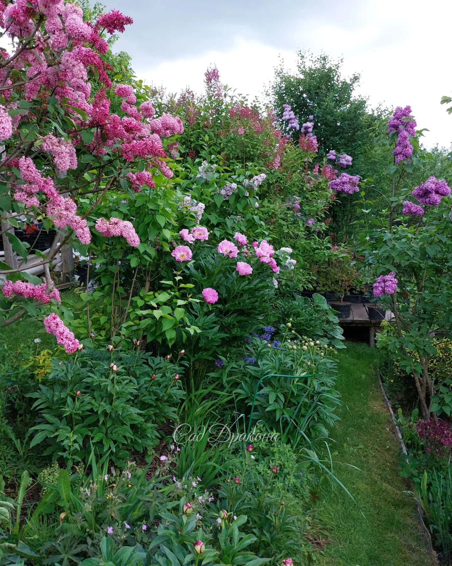 Июнь - самый ароматный и цветущий 🌸🌿🌺 Несколько видов сада 💚