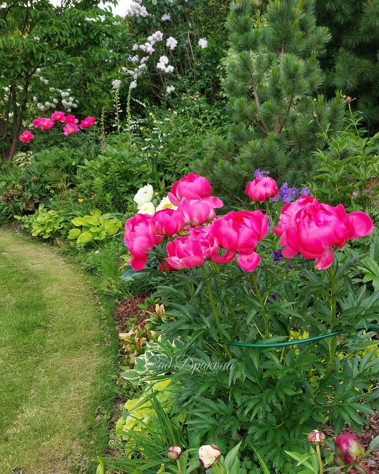 Июнь - самый ароматный и цветущий 🌸🌿🌺 Несколько видов сада 💚
