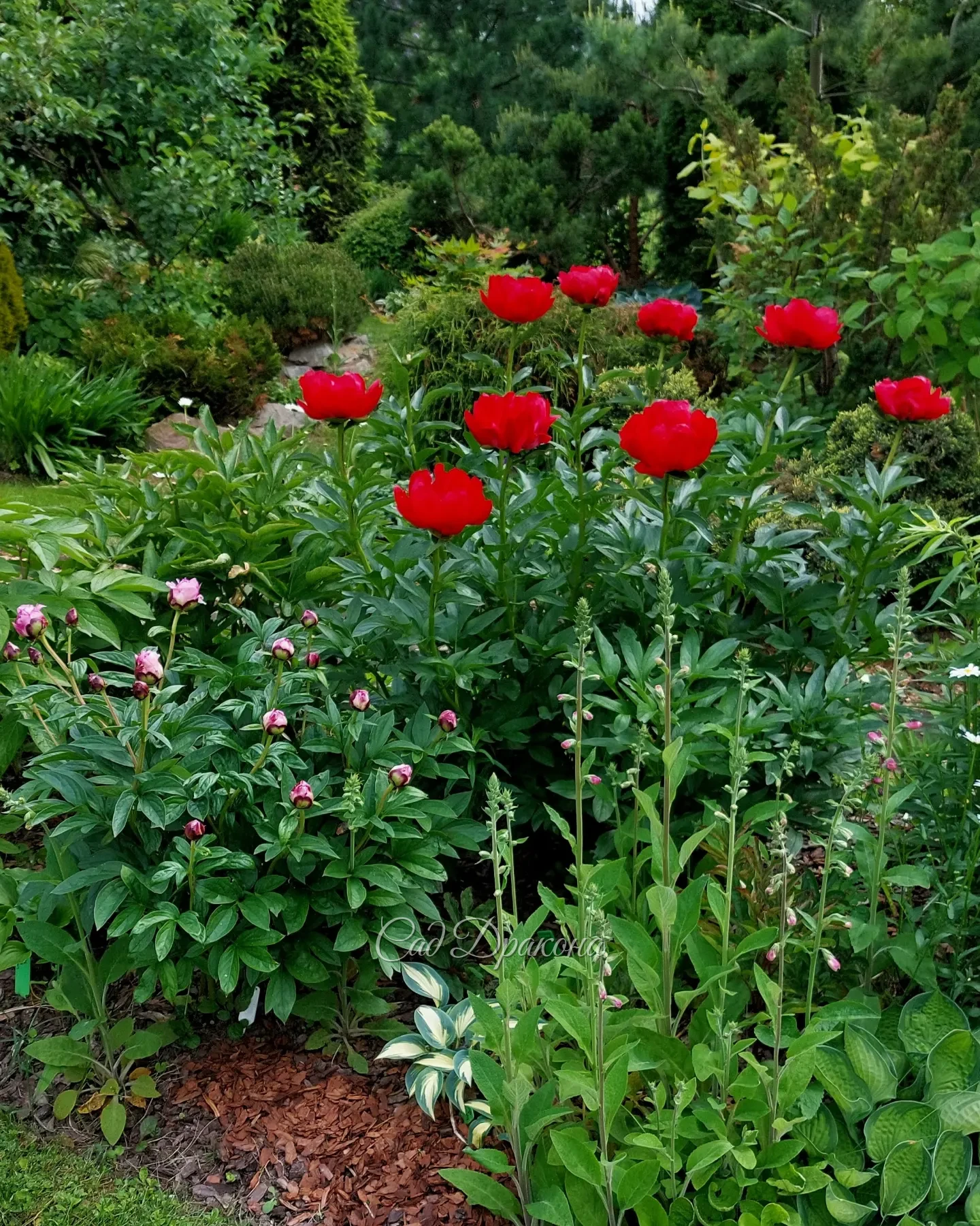 Июнь - самый ароматный и цветущий 🌸🌿🌺 Несколько видов сада 💚