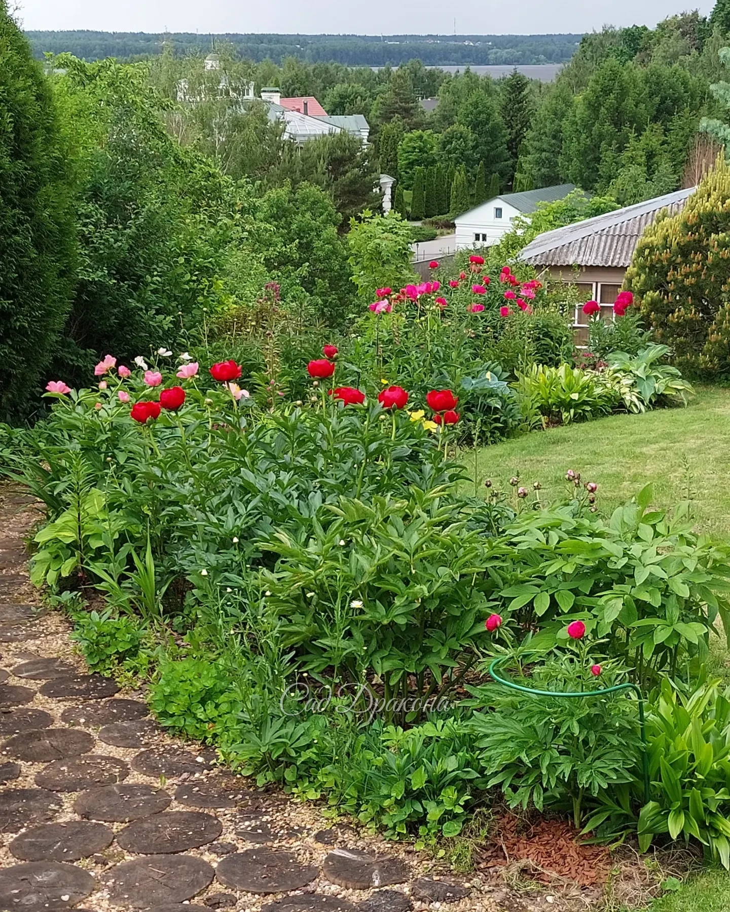 Июнь - самый ароматный и цветущий 🌸🌿🌺 Несколько видов сада 💚