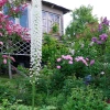 Июнь - самый ароматный и цветущий 🌸🌿🌺 Несколько видов сада 💚