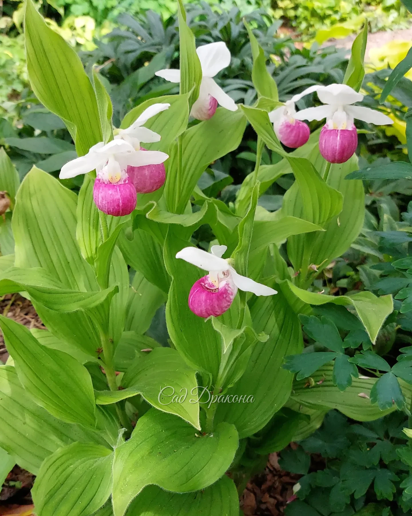 Венерин башмачок королевы и его белая форма 💖🤍💚