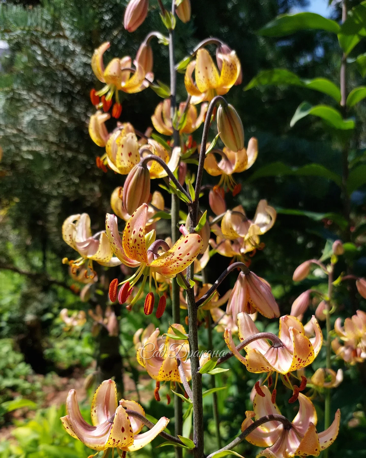 Лилия мартагон Guinea Gold 🌟 Высокий, с множеством цветочков, устойчивый и нарядный сорт. У нас растёт в тени голубой пихты, срздавая с ней красивый контраст. 🌲💙🌟