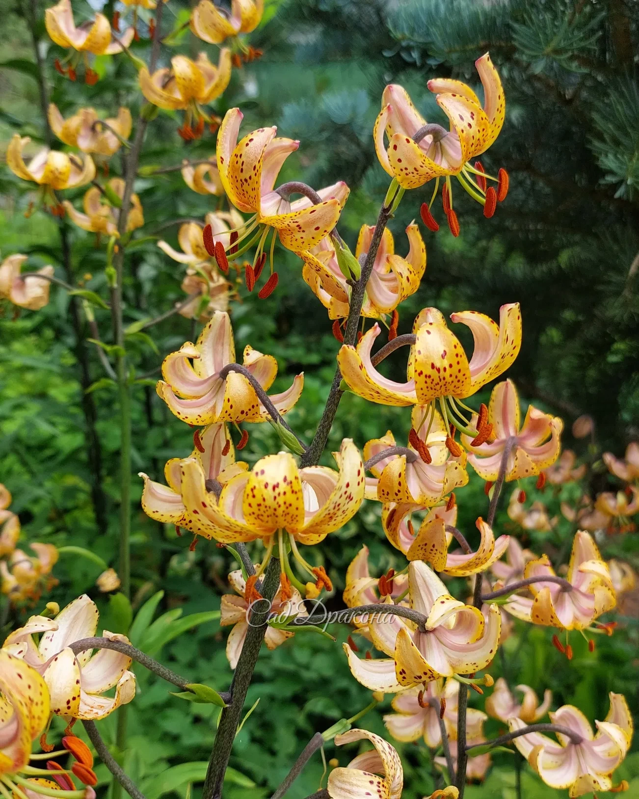 Лилия мартагон Guinea Gold 🌟 Высокий, с множеством цветочков, устойчивый и нарядный сорт. У нас растёт в тени голубой пихты, срздавая с ней красивый контраст. 🌲💙🌟