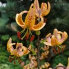 Лилия мартагон Guinea Gold 🌟 Высокий, с множеством цветочков, устойчивый и нарядный сорт. У нас растёт в тени голубой пихты, срздавая с ней красивый контраст. 🌲💙🌟