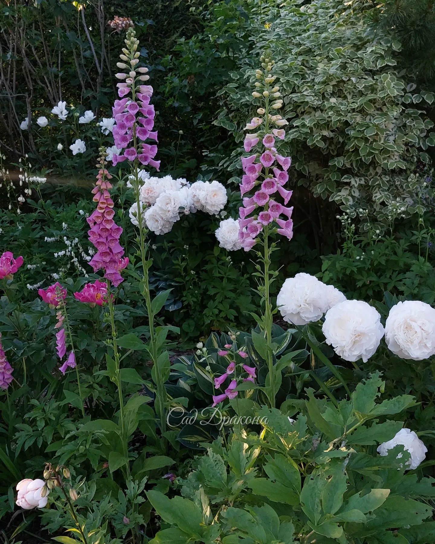 Вчера срезала последний букет пионов, их сезон закончен 🤗🌸🌺💮 Мы планируем серию постов с сортами, которые будем делить осенью 🌸 А пока список по ссылке в шапке профиля , а фото на сайте mnogoletnik.com