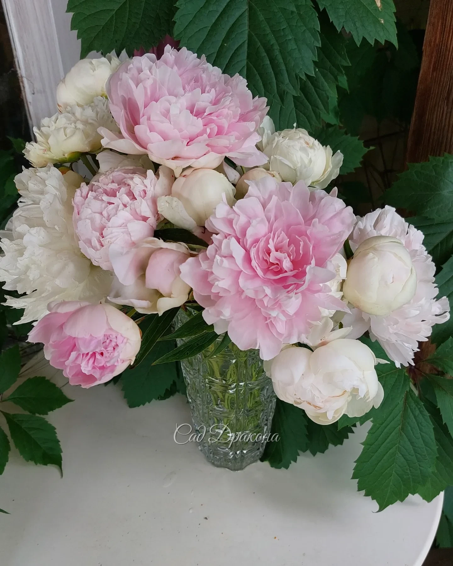 Вчера срезала последний букет пионов, их сезон закончен 🤗🌸🌺💮 Мы планируем серию постов с сортами, которые будем делить осенью 🌸 А пока список по ссылке в шапке профиля , а фото на сайте mnogoletnik.com