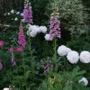 Вчера срезала последний букет пионов, их сезон закончен 🤗🌸🌺💮 Мы планируем серию постов с сортами, которые будем делить осенью 🌸 А пока список по ссылке в шапке профиля , а фото на сайте mnogoletnik.com
