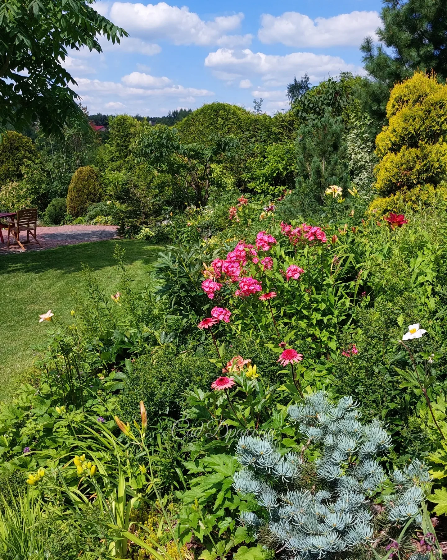 Зацвели флоксы и лилейники 🌸🌼 В Подмосковье жара, лето продолжается! ⛱️☀️☀️☀️☺️