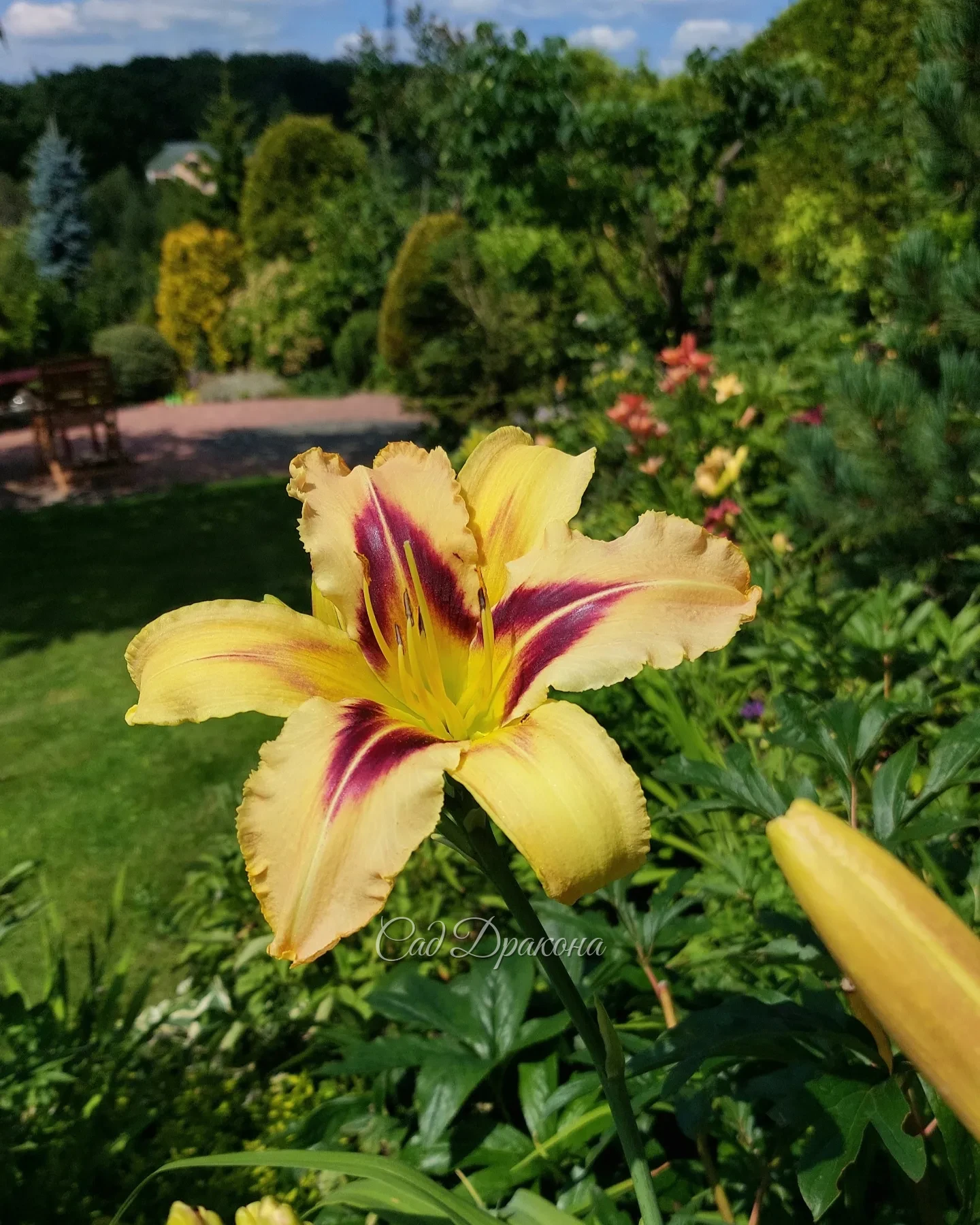 Зацвели флоксы и лилейники 🌸🌼 В Подмосковье жара, лето продолжается! ⛱️☀️☀️☀️☺️
