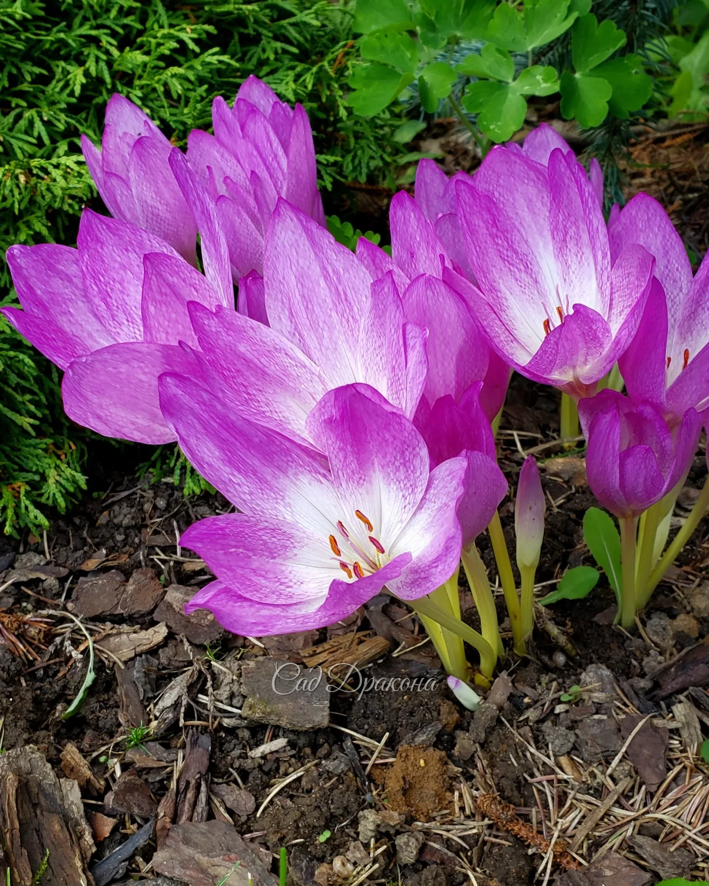 Три безвременника 🌸