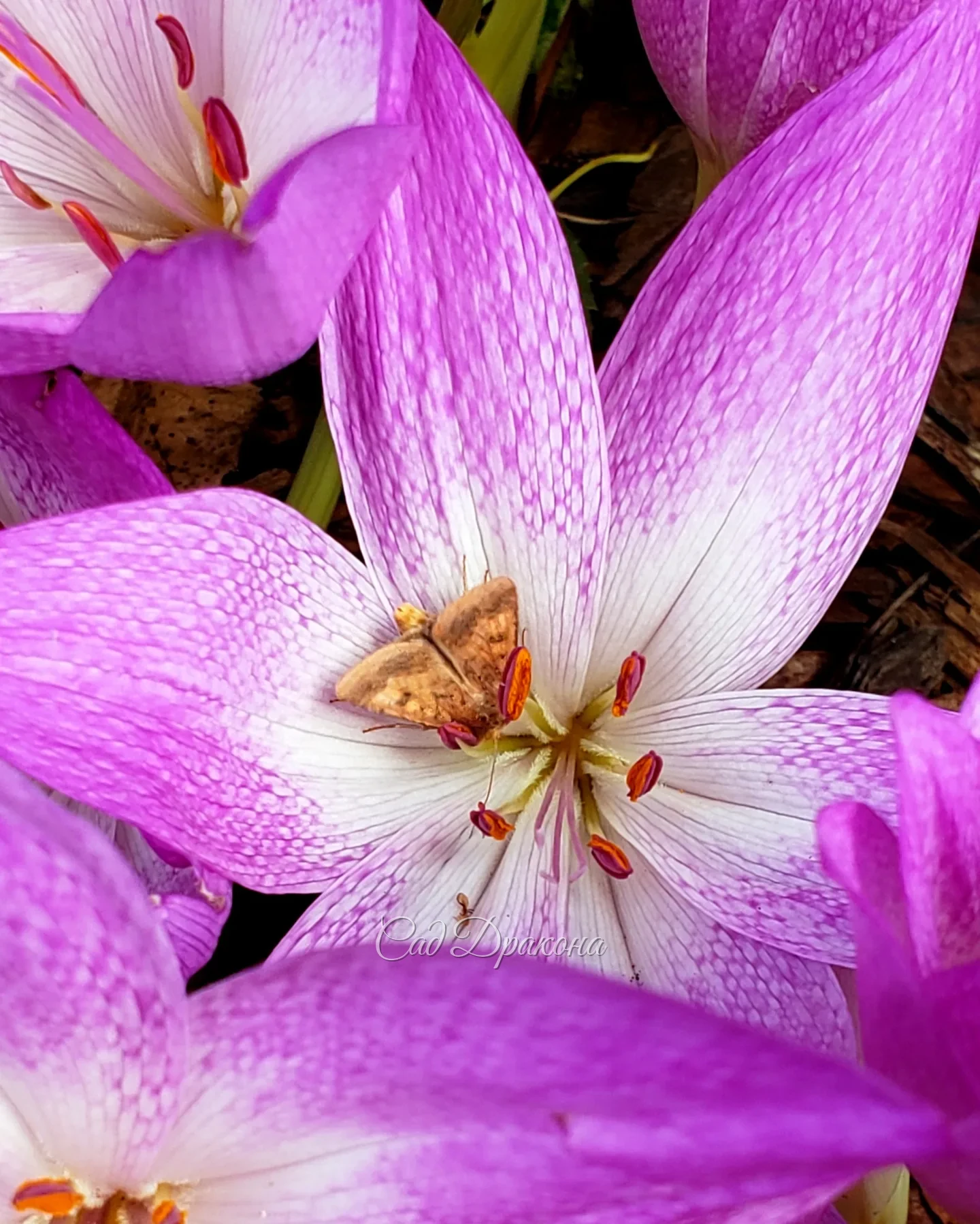 Три безвременника 🌸