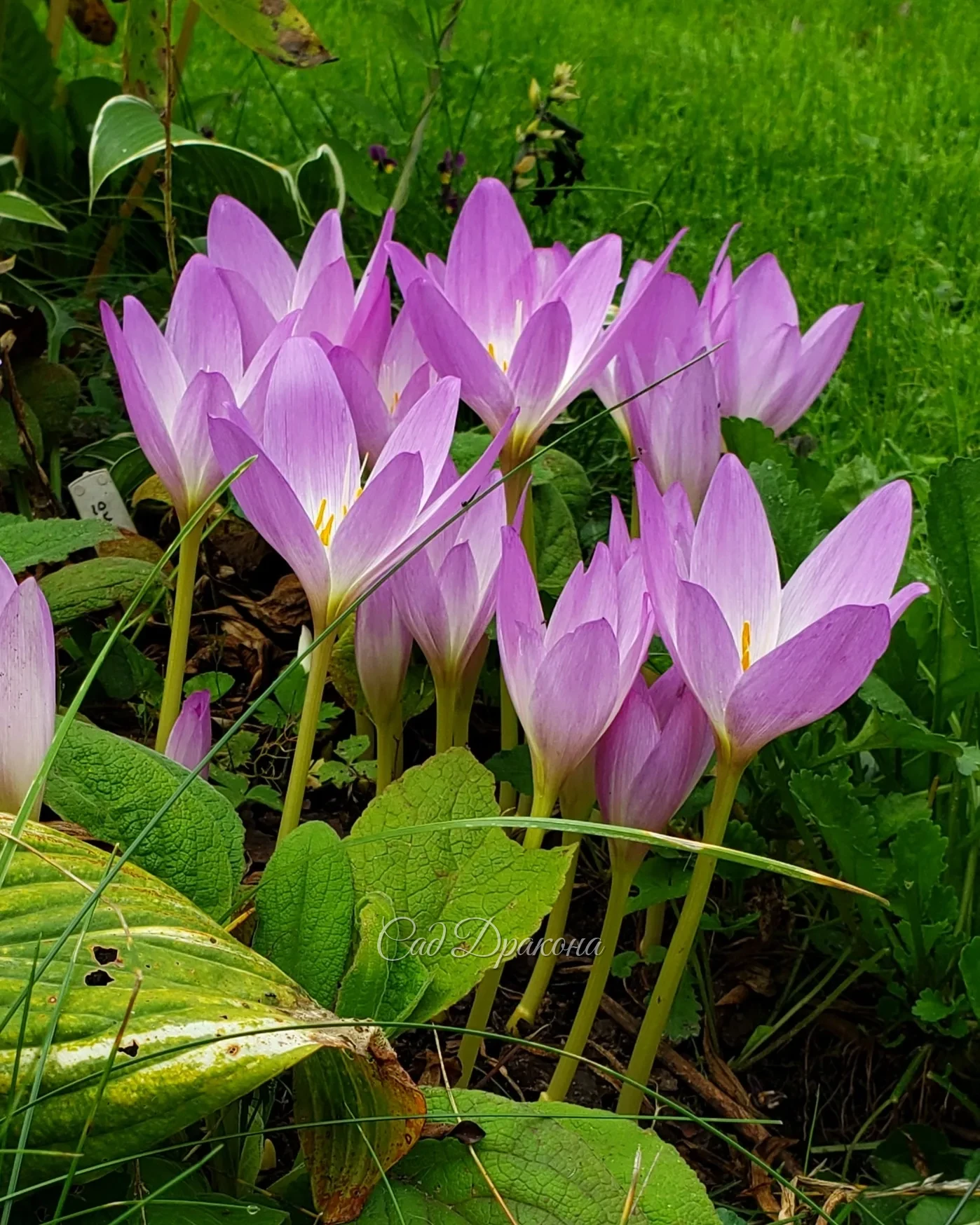 Три безвременника 🌸