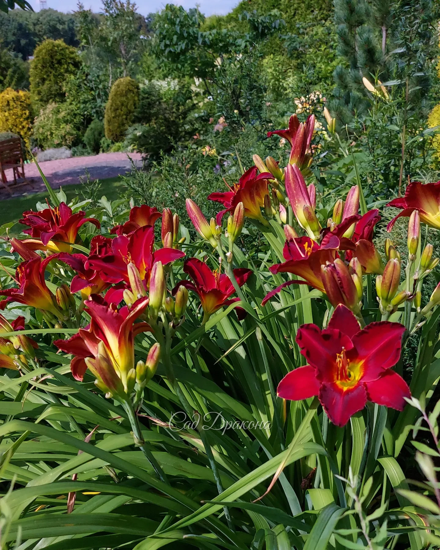 Жара! ☀️☀️☀️ Кажется, оттенки этих лилейников (да и названия ) лучше всего передают огненную температуру на улице 🌼☺️🌼