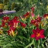 Жара! ☀️☀️☀️ Кажется, оттенки этих лилейников (да и названия ) лучше всего передают огненную температуру на улице 🌼☺️🌼