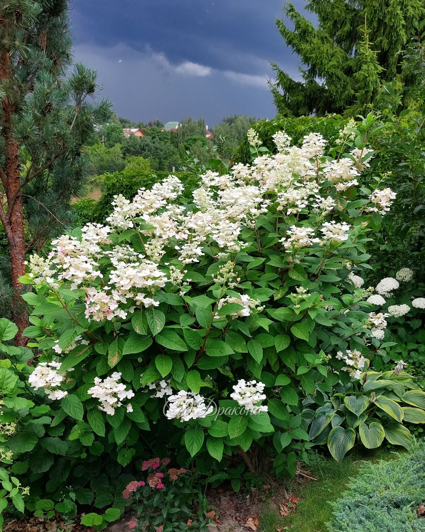 Гортензии на фоне грозового неба 🌩💙🤍