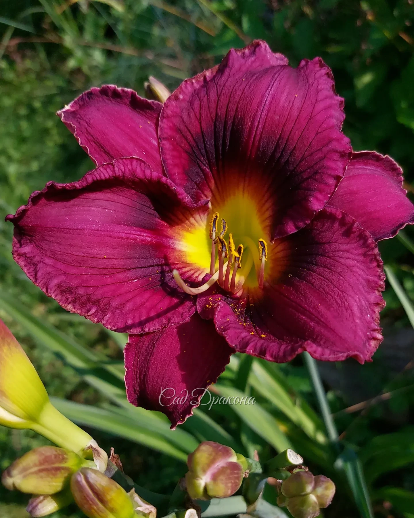 "Глазастые" лилейники 👀🌺