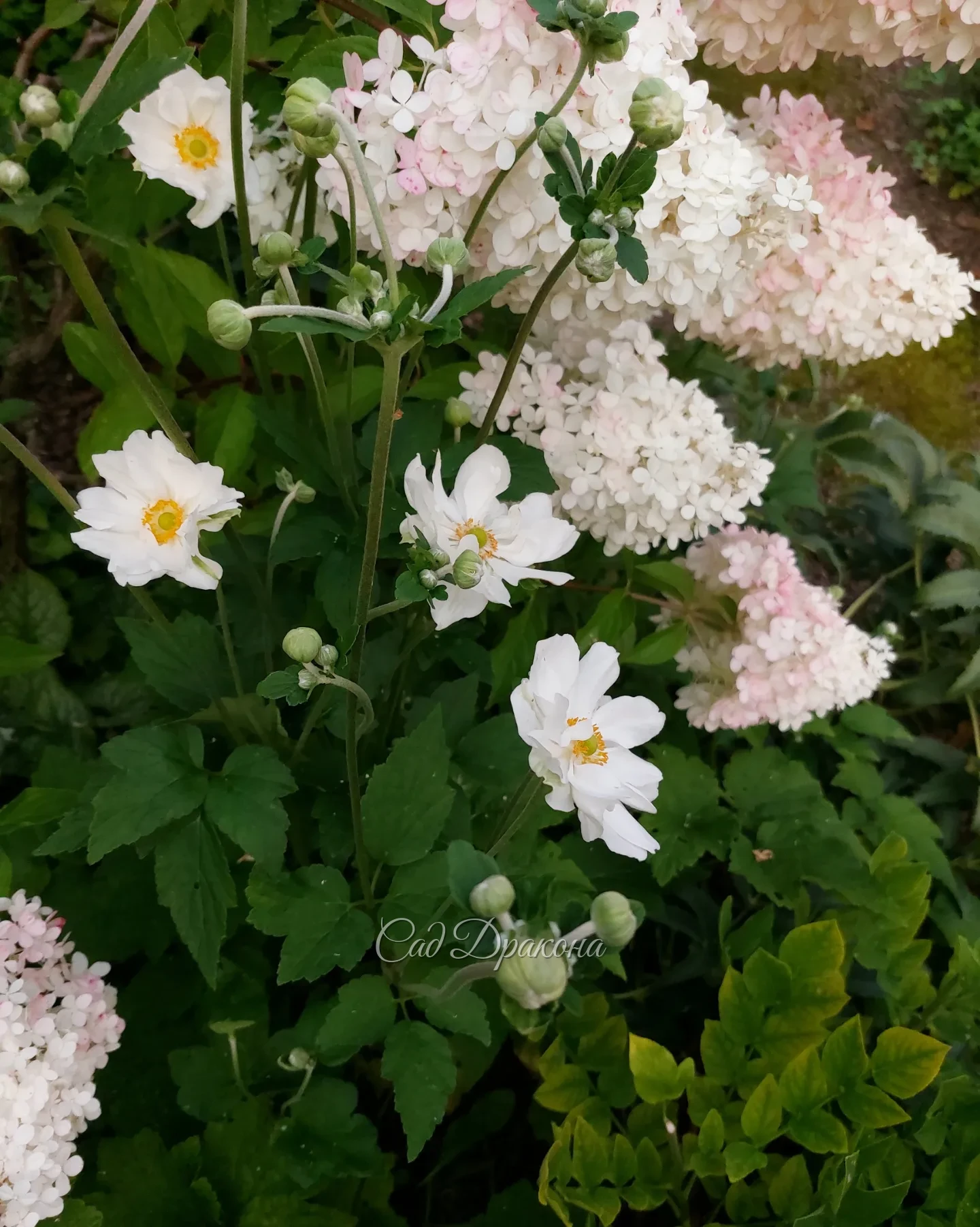 Осенние анемоны зацветают по всему саду. 🌸 Но из-за тепла в осень не верится... ☀️ Вечера просто южные! Сегодня днём было +31°, и как-то уже привычно, нормально, хорошо даже 😁 Вода в запруде опять прогрелась, купаемся! 🏊‍♀️🏊‍♂️