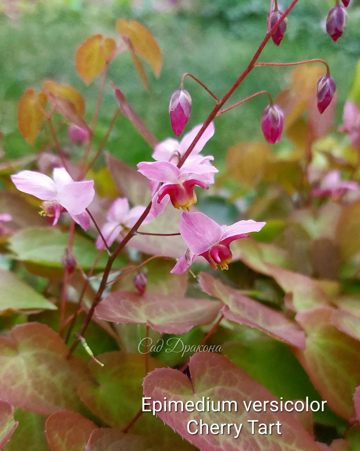 🌸 Представляем горянки 🌸