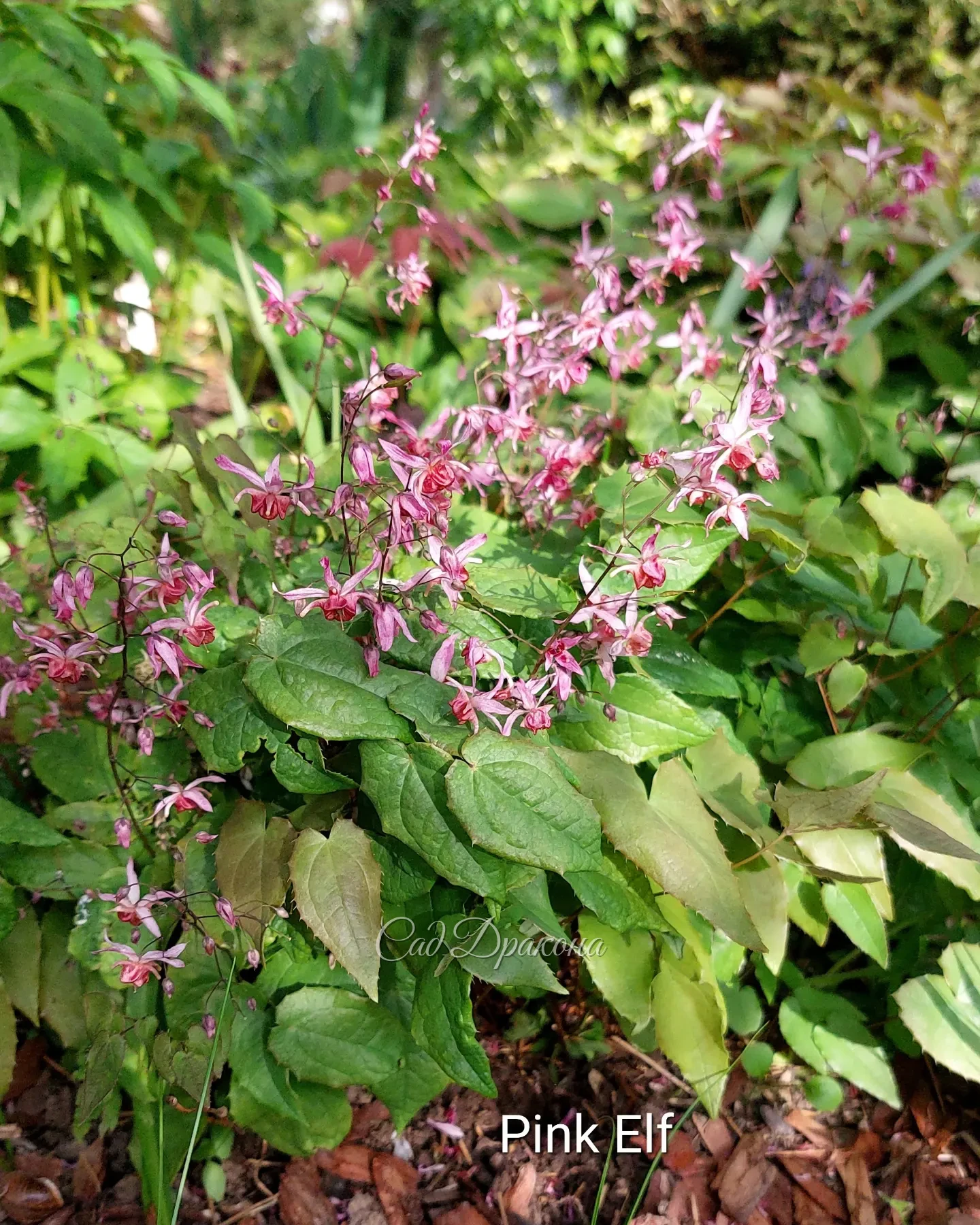 Горянки 🌺 Часть 2