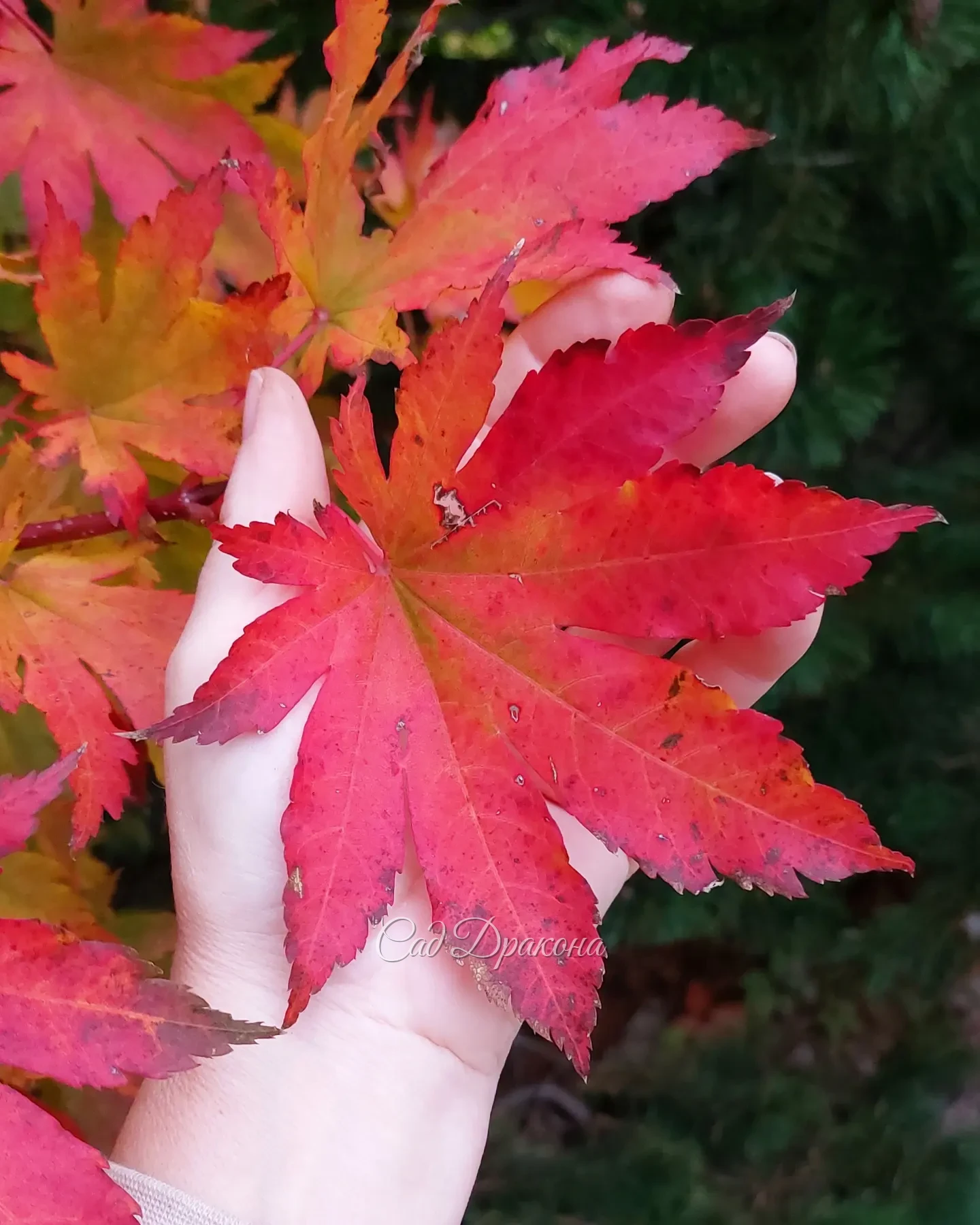 🍁 Клён ложнозибольдов в этом году полыхает, как пожар 🔥🔥🔥