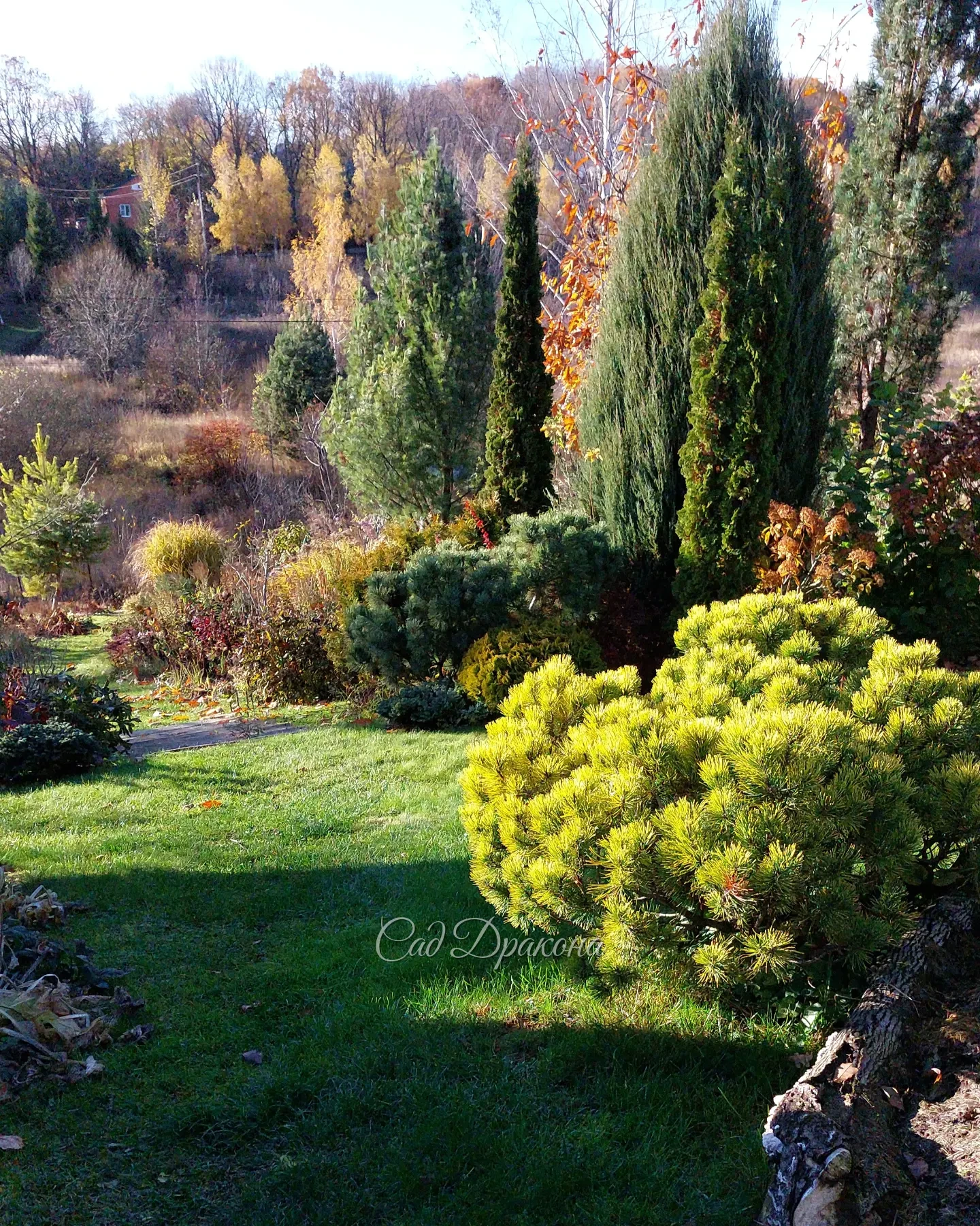 И в конце октября в саду есть чем полюбоватья 🍂🌲🍁
