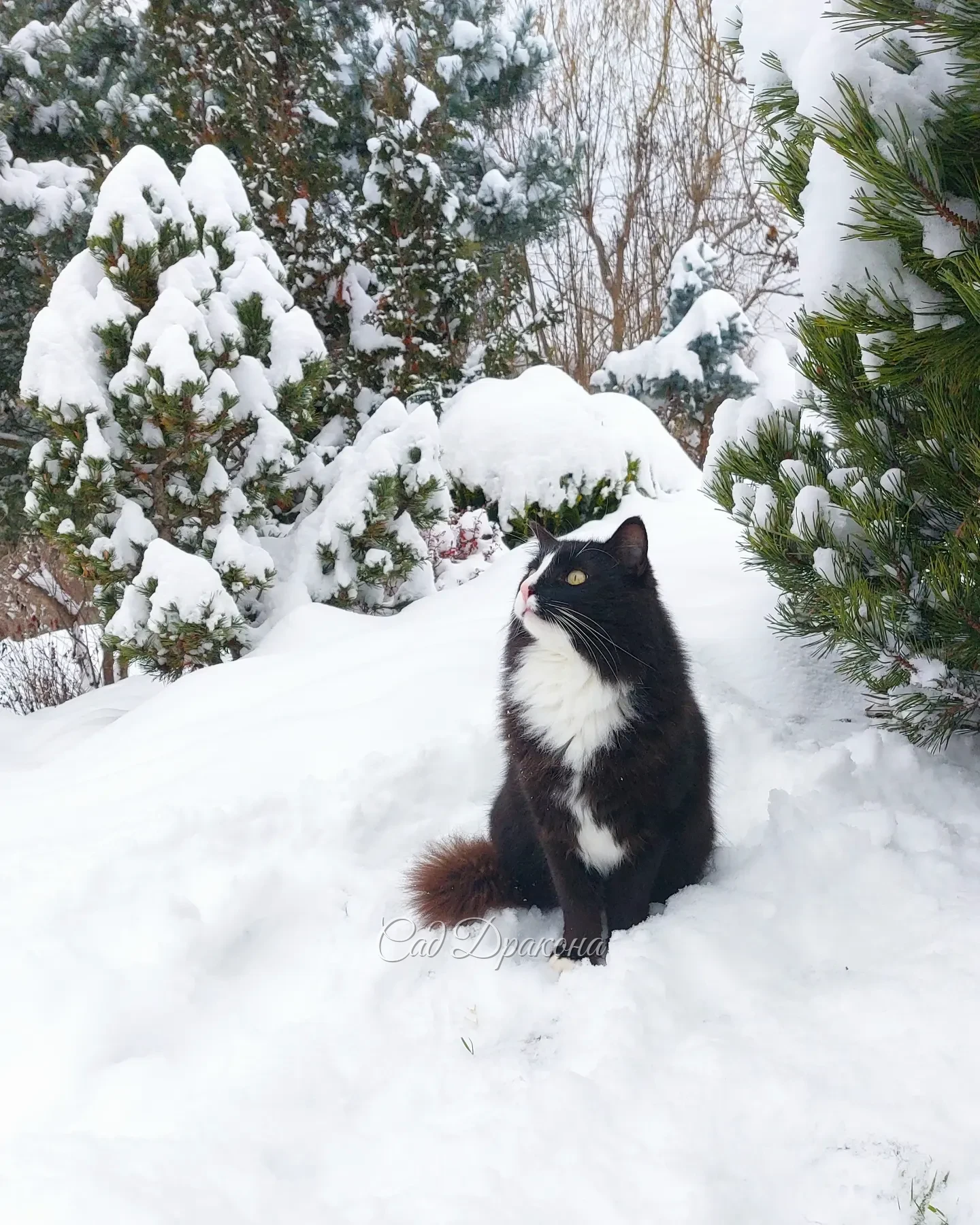Ну всё, зима! ❄️🤍😽 Как-то неожиданно 😂