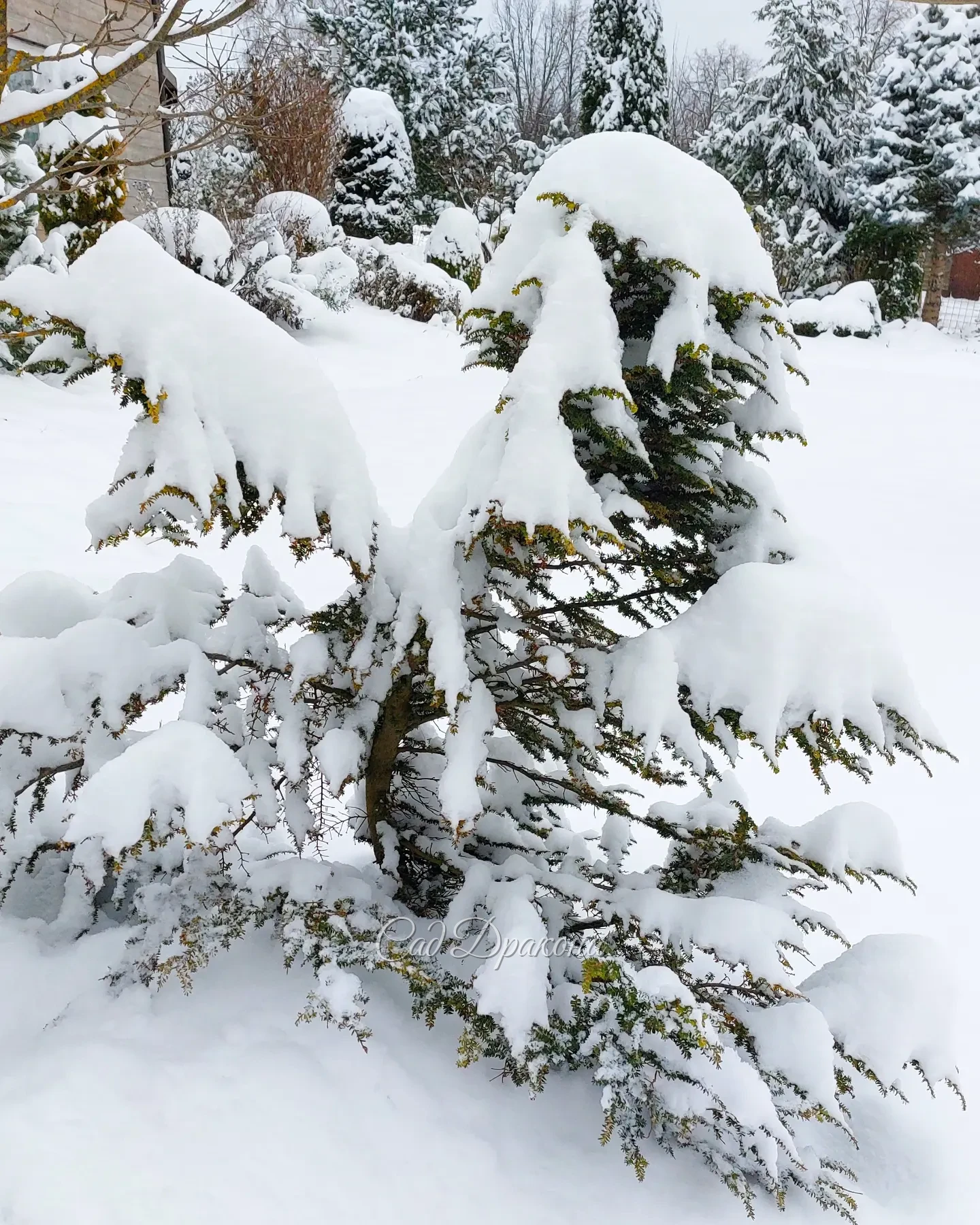 Ну всё, зима! ❄️🤍😽 Как-то неожиданно 😂