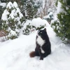 Ну всё, зима! ❄️🤍😽 Как-то неожиданно 😂