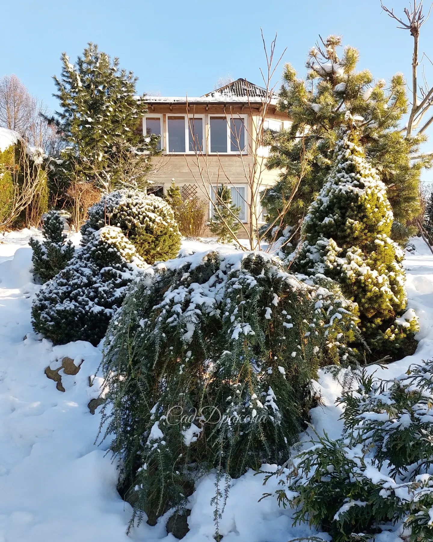 Зима пришла вовремя, мороз и солнце, иней на веточках, всё как полагается 🤗☀️❄️☃️ Вот бы ещё и ушла по расписанию, 1 марта 😅💧🌱