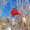 Ягоды такие яркие, наверное, для того, чтобы их видели птички? 🍒🐦