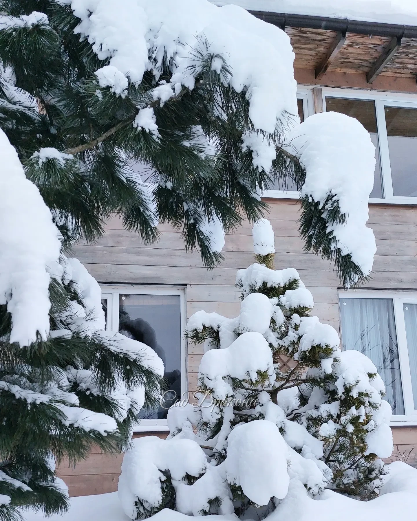 Все выходные провели за расчисткой снега ❄️ Дорожки, автостоянки, крыша... и опять дорожки 😅 Замело знатно, не помню такого снежного декабря, даже окна залепило 😍❄️☃️